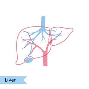肝脏的载体孤立例证