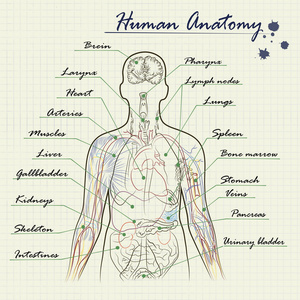 人体解剖图