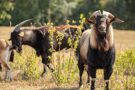 一群绵羊和山羊.春天的山谷里五彩缤纷的乡村风光.