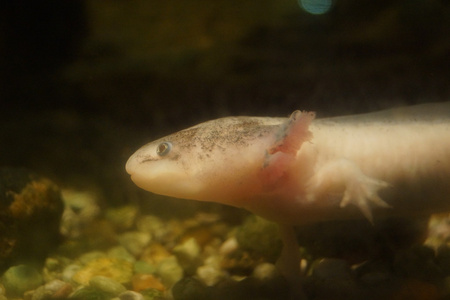 螈ambystoma mexicanum