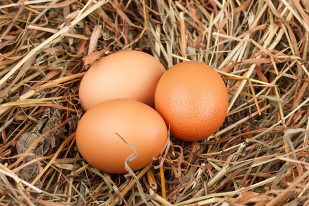 在农场的鸡只棕色鸡蛋在干草筑巢