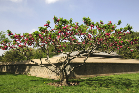 花树图案