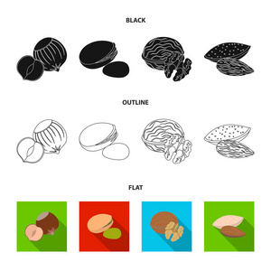 榛子 开心果 核桃 杏仁。不同种类的坚果中卡通风格矢量符号股票图 web 设置集合图标