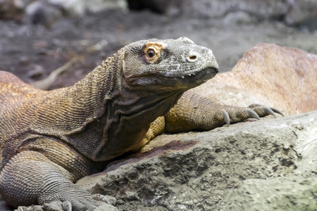 科莫多龙瓦拉努斯komodoensis