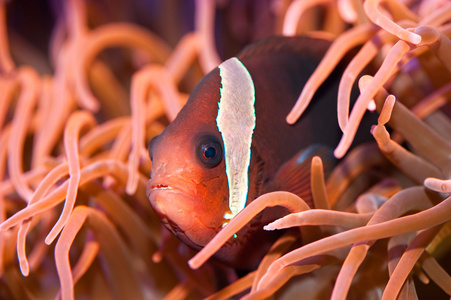 红 anemonefish岛皇帝神仙鱼游泳在珊瑚礁与蓝色的水背景小丑鱼海底