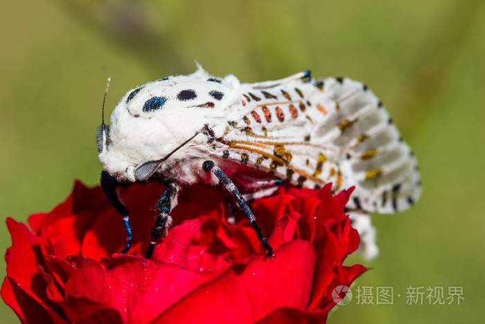 巨豹蛾hypercompescribonia