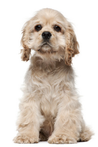 美国可卡犬的小狗，4 个月大，坐在白色背景前