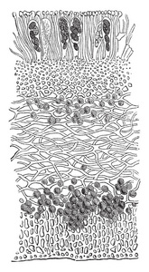 这是一种叶地衣的结构图象. 因为它不是植物, 它有光秃秃的树枝, 复古线画或雕刻插图