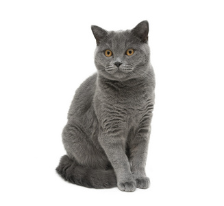 一只灰色的猫坐在一个白色的背景上照片
