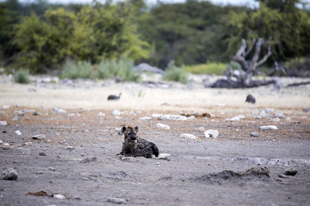 纳米比亚 Etosha 国家公园水坑附近的 Crocuta Crocuta 斑点鬣狗