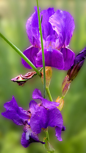 美丽的花朵虹膜