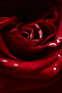 红圣情人节玫瑰