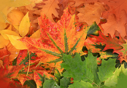 秋天的树叶多彩背景