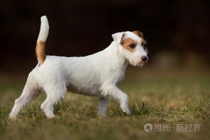 纯种杰克罗素梗犬
