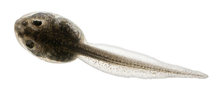 林蛙普通的青蛙,林蛙中国蝌蚪与内部的鳃后孵化,在白色背景前的 3 周