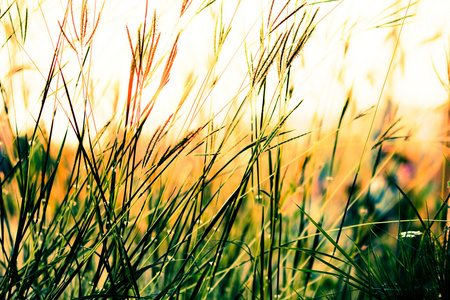 草在夕阳与老式的滤镜效果
