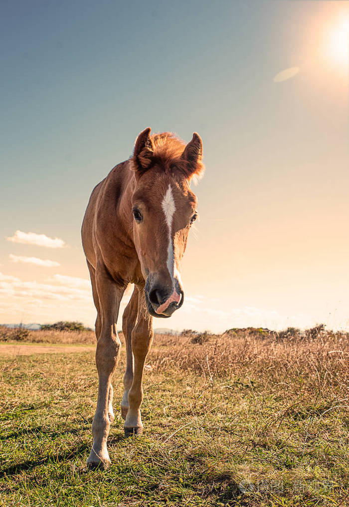 在干燥的牧场上精心打扮的幼马