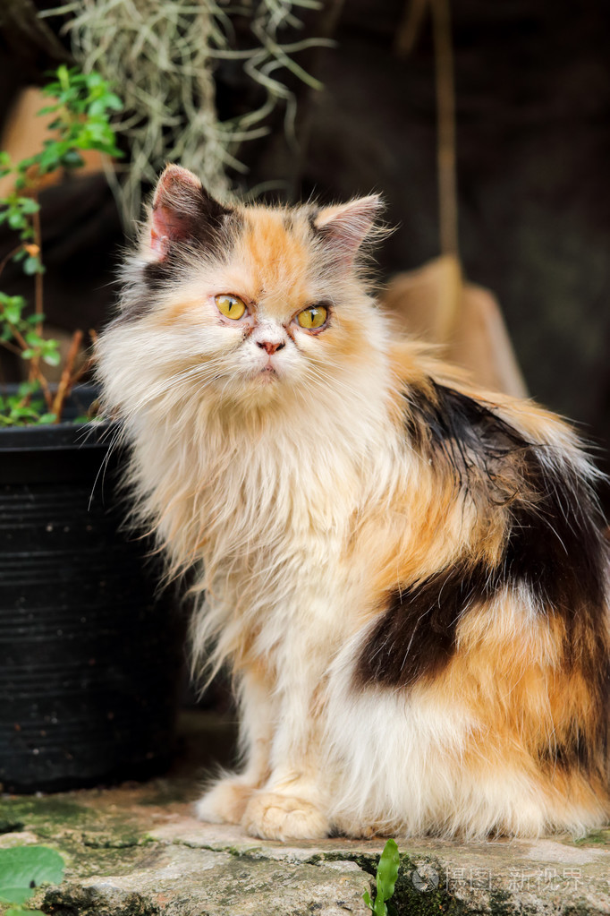 波斯猫健康不佳