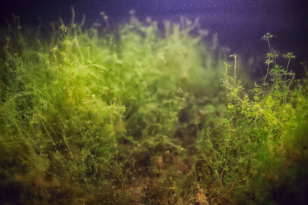 藻类, 绿色的水, 淡水照片