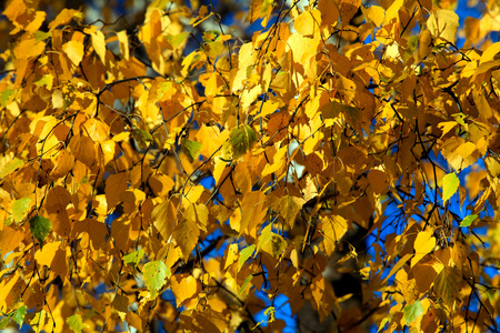 秋季黄金树叶背景