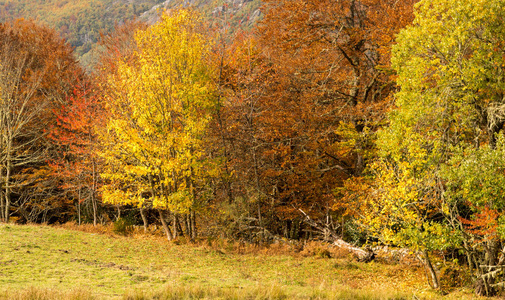 在秋季徒步旅行通过 Hermo 修道院的山毛榉森林, 阿斯图里亚斯, 西班牙