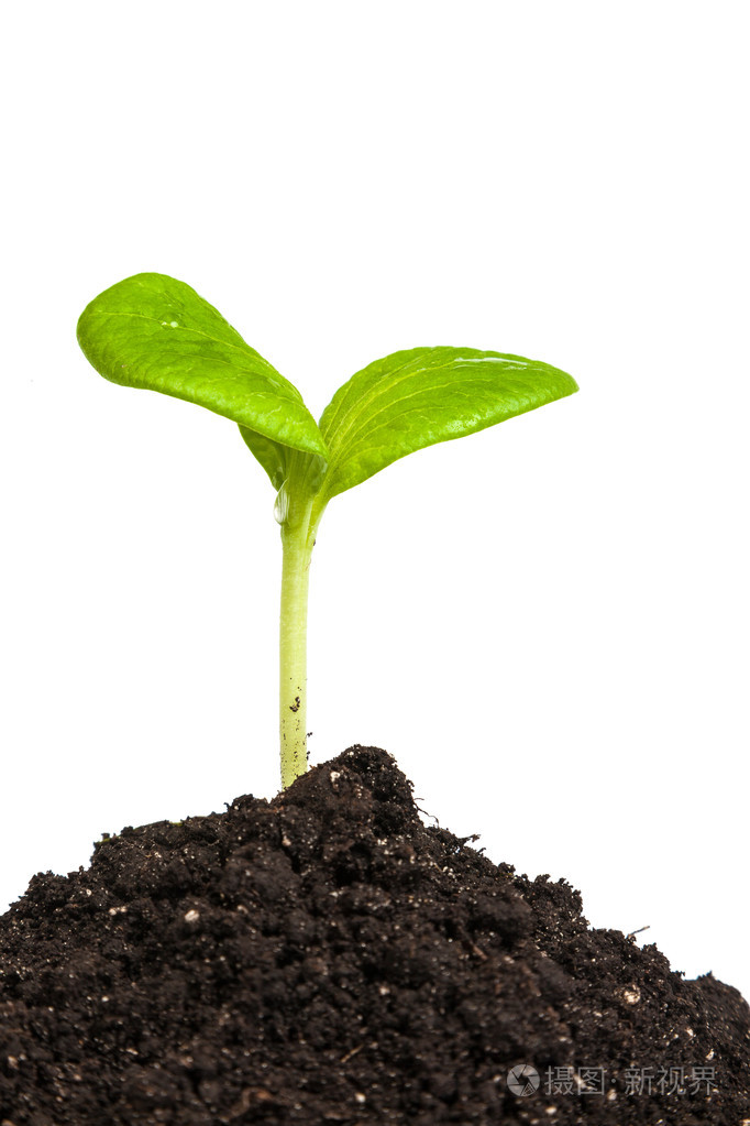 绿色的植物发芽