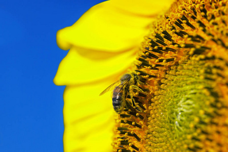 蜜蜂在向日葵中采集花粉