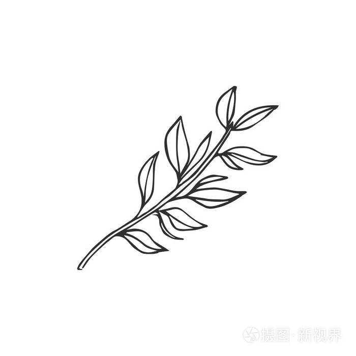 在白色背景上分离的叶子, 向量例证