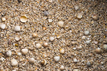 海边有很多大的小贝壳。在一个野生海边的贝壳。夏天的海边。日出时拍摄的。纹理表面。背景