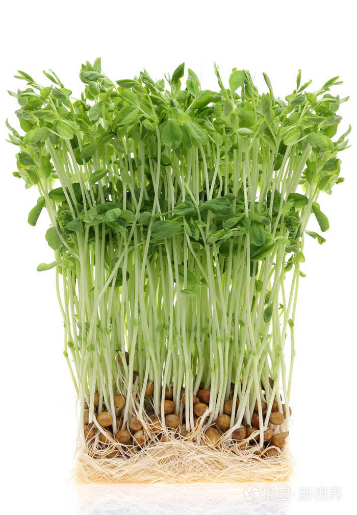 甜豌豆芽, 关闭的小甜豌豆芽在白色背景下分离