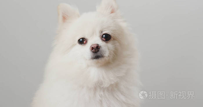 博美犬狗在白色的背景照片 正版商用图片0azyog 摄图新视界