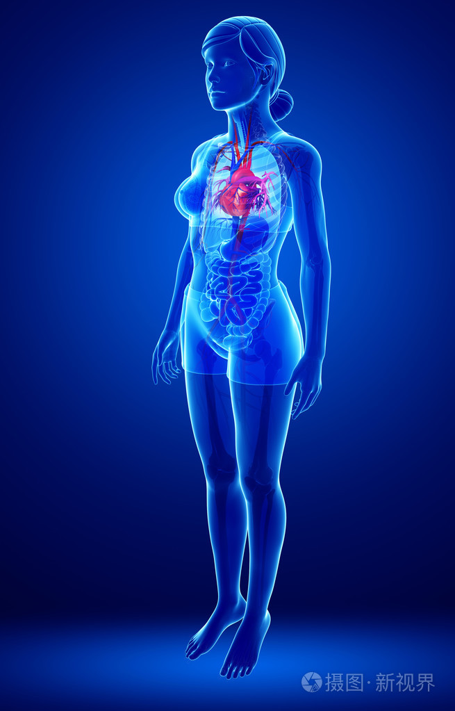 女性心脏解剖