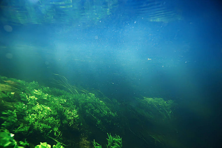 海藻与草湖生态系统水下研究