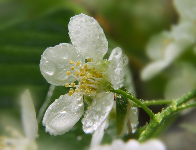 白鸟樱桃花