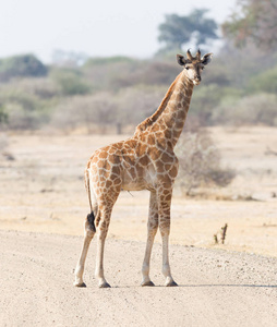纳米比亚的单只小长颈鹿 Giraffa 鹿豹座