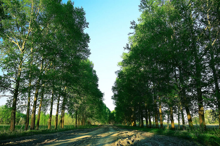 夏日田园风光, 绿树沿小巷生长