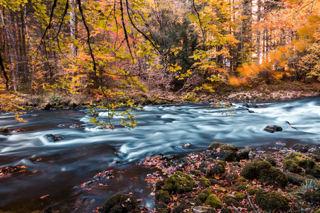 秋叶公园森林中长满苔藓的河流