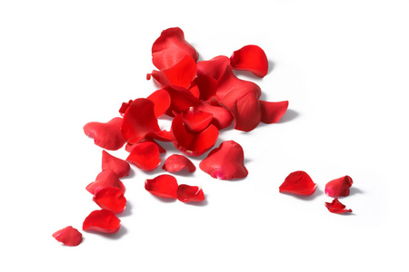 一朵花瓣一朵玫瑰,在白色背景上的花瓣照片