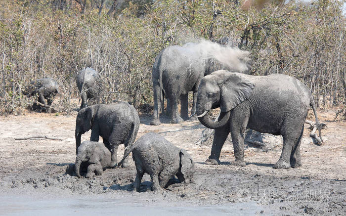 非洲象 mudbath, 莫瑞米动物保护区-博茨瓦纳