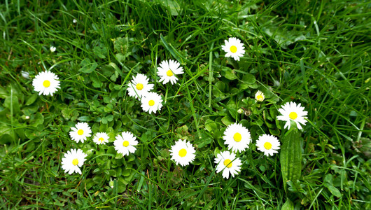 白色的花和草