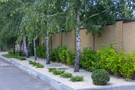 花园中的现代园林设计针叶植物