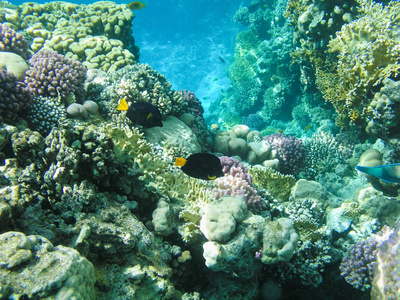 在红海的热带鱼类和坚硬的珊瑚, 埃及。假期