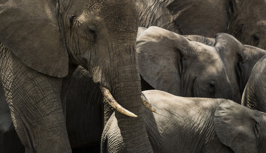 一群大象，坦桑尼亚的塞伦盖蒂，非洲的特写镜头