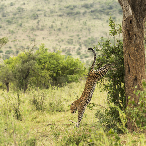 下来的树中，坦桑尼亚的塞伦盖蒂，非洲豹