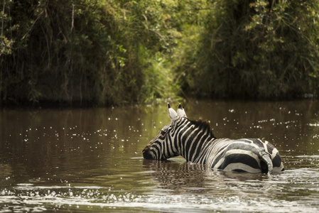 喝酒在河，坦桑尼亚的塞伦盖蒂，非洲的斑马