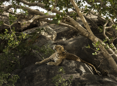 放在岩石上，坦桑尼亚的塞伦盖蒂，非洲豹