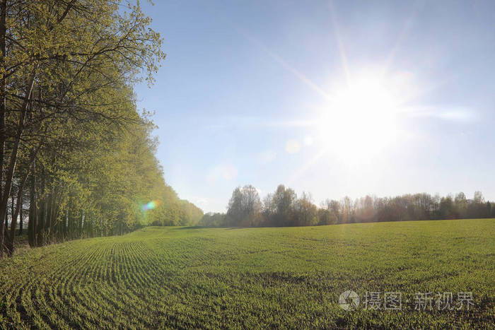 风景是夏天。农村土地上的绿树和草