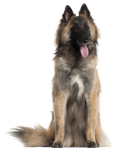 比利时牧羊犬，tervuren，10 个月大，坐在白色背景前