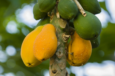 黄色和绿色的芒果果实挂在树上