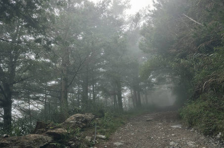 森林的景观与薄雾和没有人在道路上